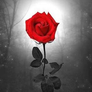 Meet your Posher, Christy